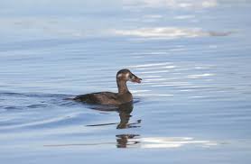 Image result for Melanitta perspicillata