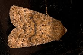 Attēlu rezultāti vaicājumam “Hoplodrina octogenaria”