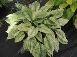 Image result for Hosta White Feather