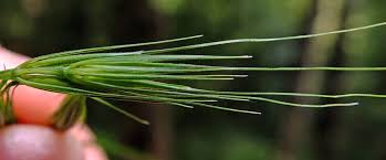 Attēlu rezultāti vaicājumam “Hordelymus europaeus leaf”