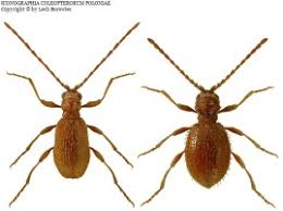 Attēlu rezultāti vaicājumam “Ptinus sp.”