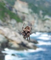Attēlu rezultāti vaicājumam “Araneus angulatus”