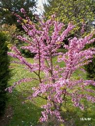 Attēlu rezultāti vaicājumam “Cercis siliquastrum”