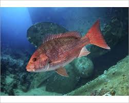 Image result for Lutjanus campechanus