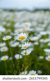 Attēlu rezultāti vaicājumam “Tripleurospermum inodorum flower”