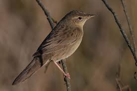 Image result for Locustella naevia