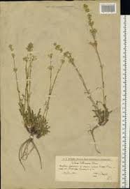 Attēlu rezultāti vaicājumam “Silene wolgensis”