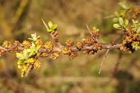 Attēlu rezultāti vaicājumam “Hippophae rhamnoides leaf”