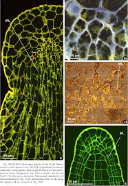 Attēlu rezultāti vaicājumam “Buxbaumia aphylla sporophyte”