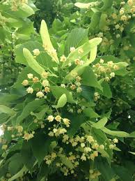 Attēlu rezultāti vaicājumam “Tilia tomentosa flower”