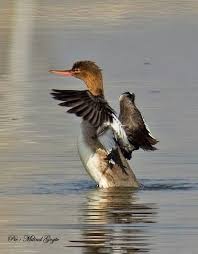 Attēlu rezultāti vaicājumam “Mergus serrator female”