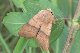 Attēlu rezultāti vaicājumam “Charanyca trigrammica”