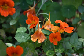 Attēlu rezultāti vaicājumam “Tropaeolaceae”