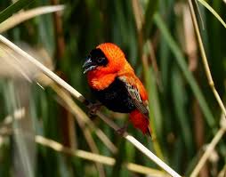 Attēlu rezultāti vaicājumam “Passeriformes”