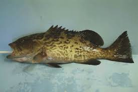 Image result for Mycteroperca microlepis