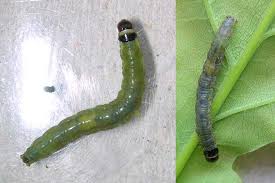 Attēlu rezultāti vaicājumam “Archips podana female”