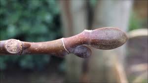 Attēlu rezultāti vaicājumam “Liriodendron tulipifera bud”