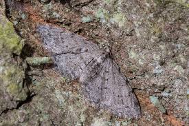 Attēlu rezultāti vaicājumam “Aethalura punctulata”