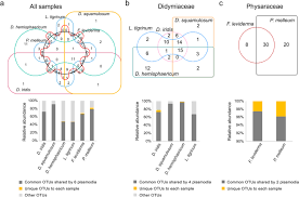 Attēlu rezultāti vaicājumam “Diderma hemisphaericum plasmodium”
