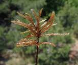 Attēlu rezultāti vaicājumam “Climacium dendroides”