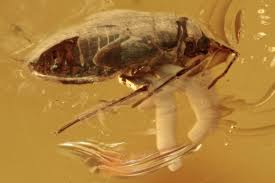 Attēlu rezultāti vaicājumam “Heteroptera”