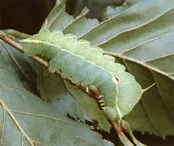 Attēlu rezultāti vaicājumam “Aglia tau”