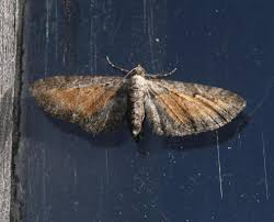 Attēlu rezultāti vaicājumam “Eupithecia icterata”