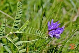 Attēlu rezultāti vaicājumam “Astragalus danicus”
