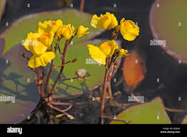 Attēlu rezultāti vaicājumam “Utricularia vulgaris flower”
