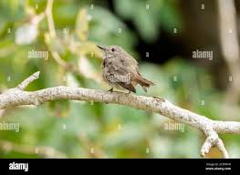 Attēlu rezultāti vaicājumam “Muscicapa striata juvenile”