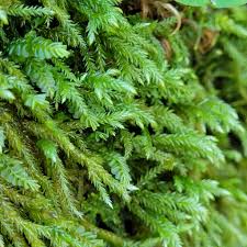 Attēlu rezultāti vaicājumam “Isothecium alopecuroides”