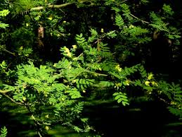 Attēlu rezultāti vaicājumam “Caragana arborescens leaf”