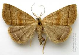 Attēlu rezultāti vaicājumam “Herminia tarsicrinalis”