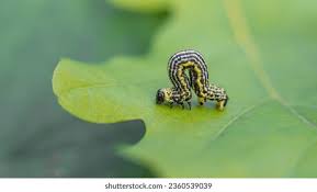 Attēlu rezultāti vaicājumam “Abraxas sylvata larva”