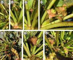 Attēlu rezultāti vaicājumam “Trapaceae”