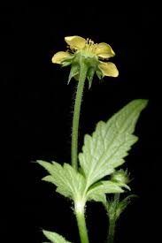 Image result for Geum urbanum