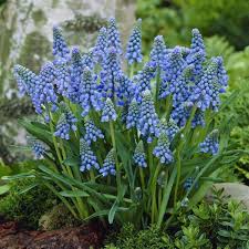 Attēlu rezultāti vaicājumam “Muscari armeniacum”