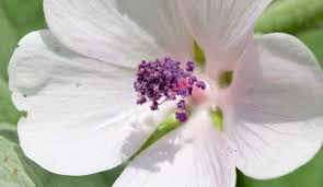 Image result for Althaea officinalis