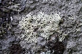 Attēlu rezultāti vaicājumam “Arthonia leucopellaea”