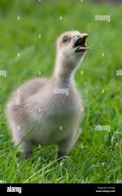 Attēlu rezultāti vaicājumam “Anser anser juvenile”