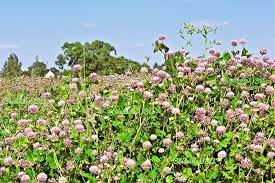 Attēlu rezultāti vaicājumam “Trifolium hybridum flower”