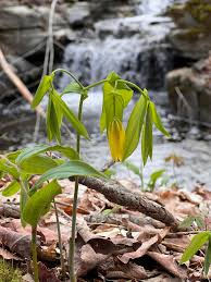 Attēlu rezultāti vaicājumam “Uvularia grandiflora flower”