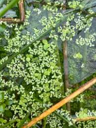 Attēlu rezultāti vaicājumam “Spirodela polyrhiza”