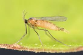 Attēlu rezultāti vaicājumam “Cystiphora sanguinea”