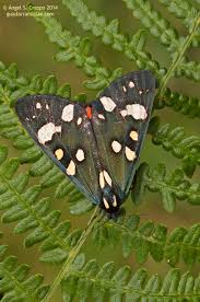 Attēlu rezultāti vaicājumam “Callimorpha dominula”