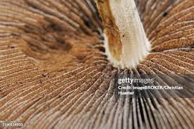 Attēlu rezultāti vaicājumam “Psathyrella lacrymabunda”