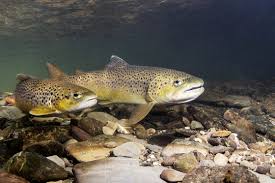 Image result for Salmo trutta trutta