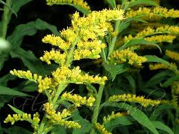 Attēlu rezultāti vaicājumam “Solidago canadensis flower”