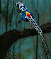 Image result for Chrysolophus amherstiae