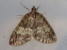 Attēlu rezultāti vaicājumam “Hydriomena impluviata”